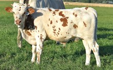 2421 NIGHT STAR BULL